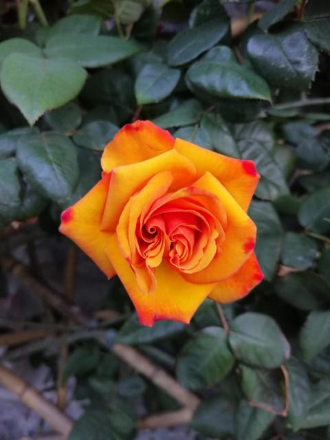 COTTAGE ROSE Apartment in Bellagio