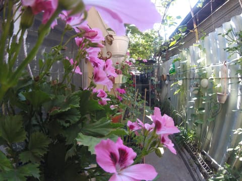 Garden, Inner courtyard view