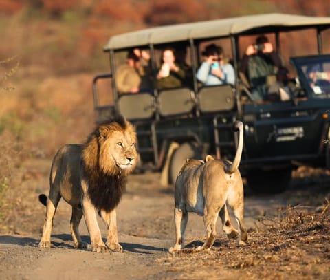 Activities, Animals