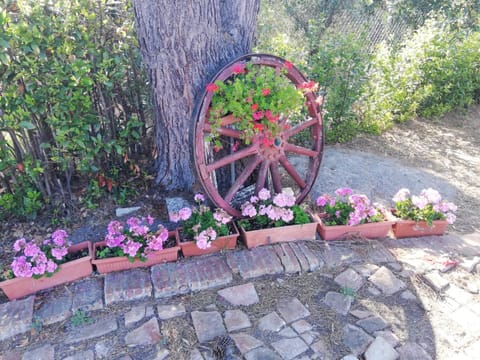 L'Aia degli olivi Apartment in Vada