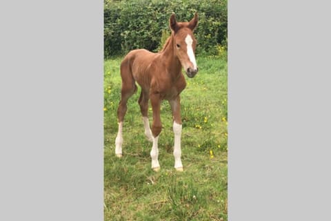 Rhubarb Cottage House in Leitrim, Co. Leitrim, Ireland
