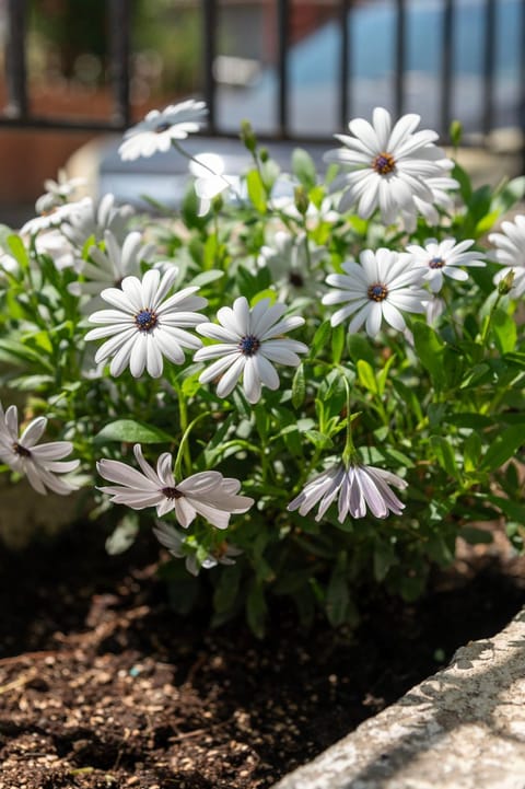 Silot apartment 4 Apartment in Halkidiki