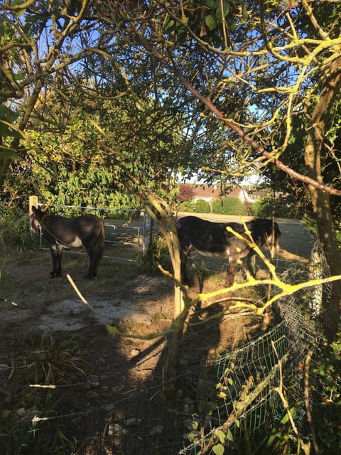 Mer et Marais Apartment in Normandy