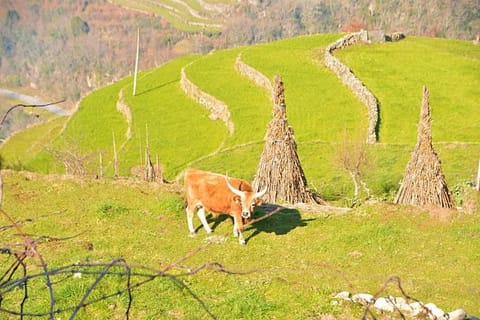 Casa da Pedrosa Bed and Breakfast in Viana do Castelo District, Portugal