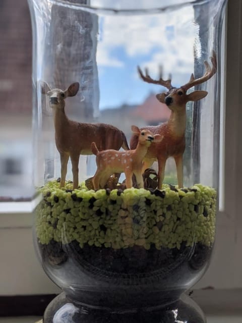 Animals