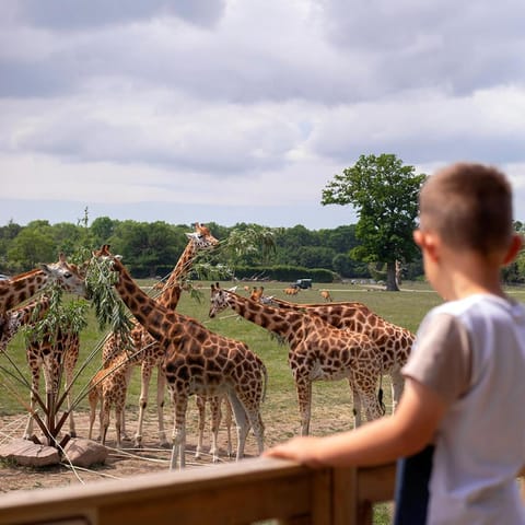 People, Animals