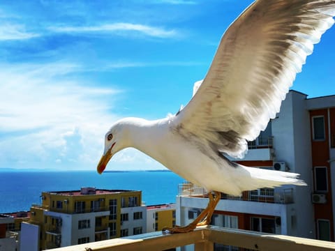 Balcony/Terrace, Animals, On site, Sea view