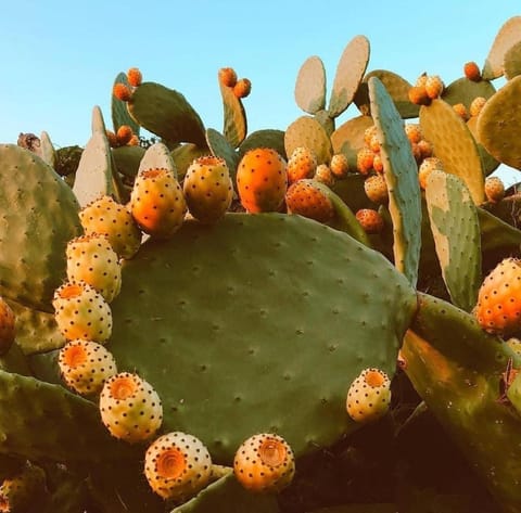 Trullo Innamorato Apartment in Ostuni