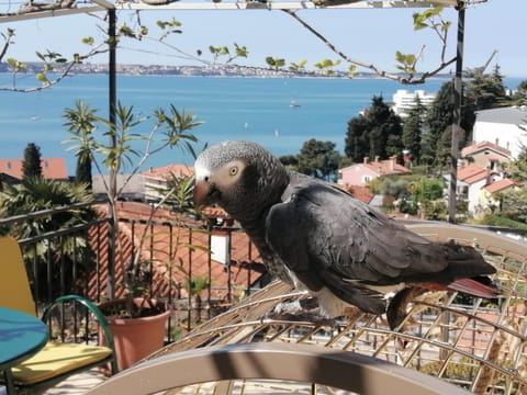 Sea view