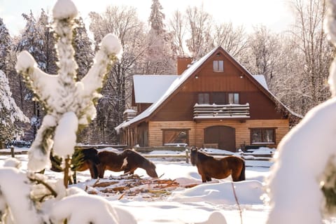 Property building, Winter, Animals