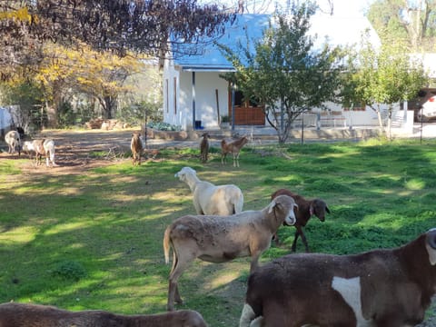 Animals