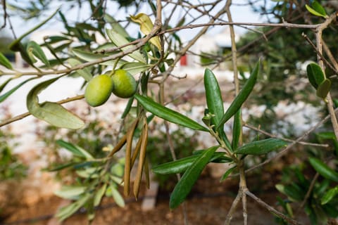 Masseria Mezza Ruota Apartment in Province of Taranto