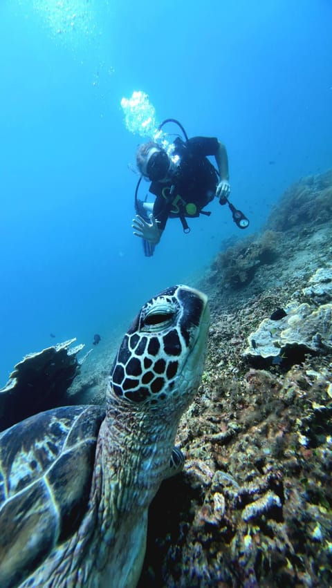 Kura Kura Divers Lodge Resort in Abang