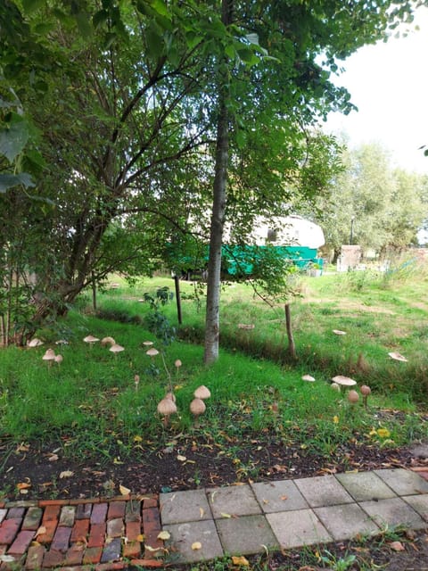 Bij grenspaal 243 Chalet in North Brabant (province)