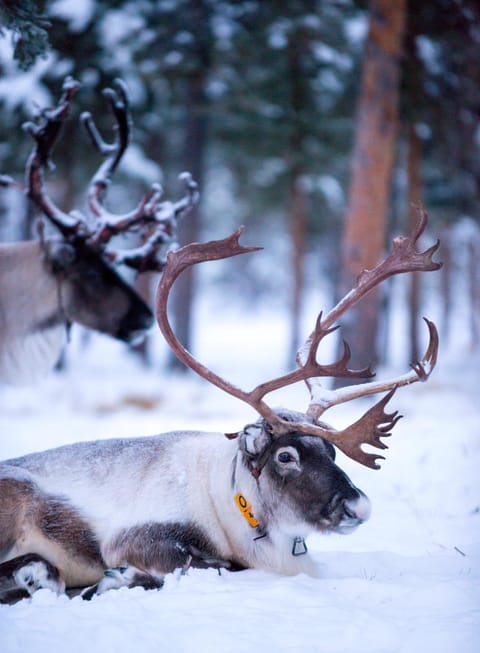Reindeer Lodge Nature lodge in Norrbotten County, Sweden