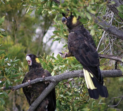 Adventure Bay Retreat Bruny Island Nature lodge in South Bruny