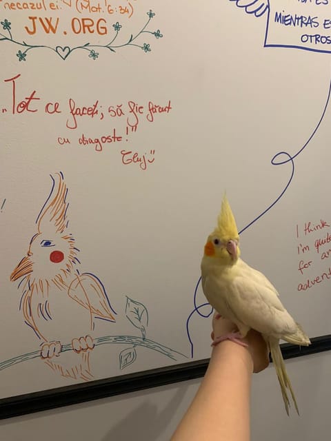 Night Lotus Apartment in Serbia