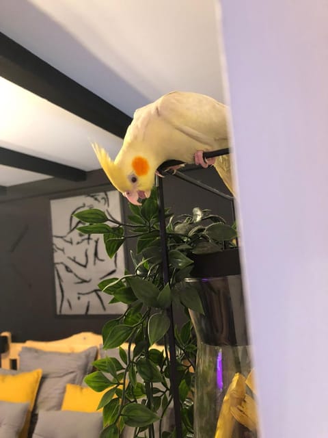 Night Lotus Apartment in Serbia