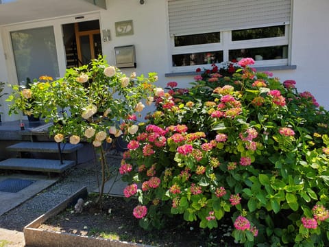 Facade/entrance, Garden