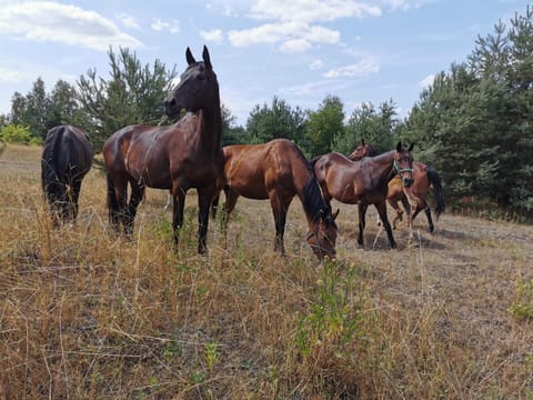 Horse-riding, Animals
