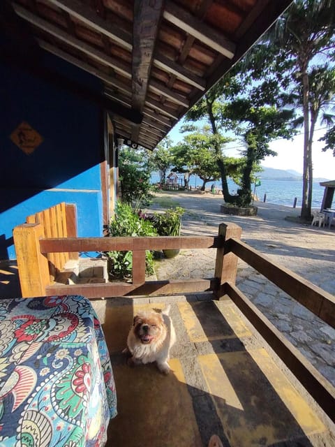 Patio, Pets, Pets