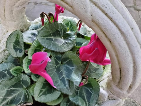 CASA O´PACIÑO House in Vigo