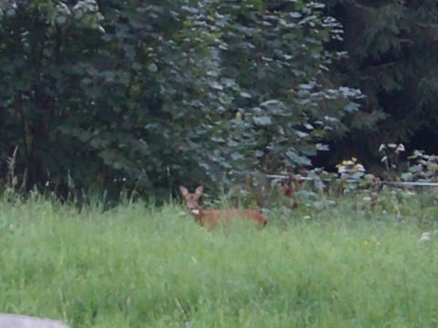 Gîte chaleureux avec terrasse privée à Gérardmer - FR-1-589-159 House in Gérardmer