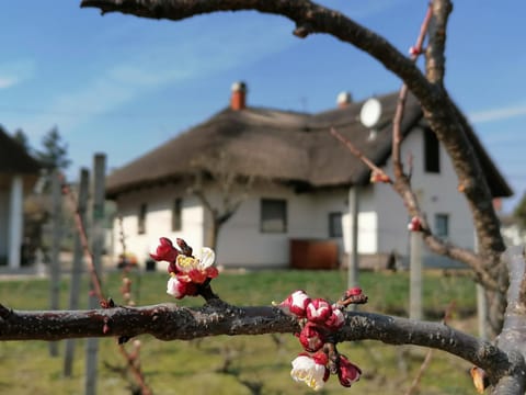 Property building, Spring