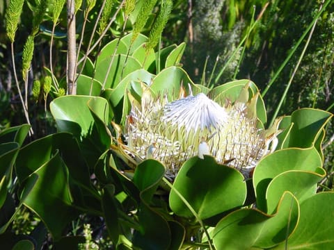 Jocks Place (on the sea) House in Cape Town