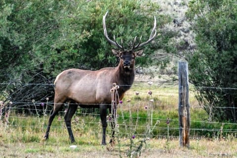 4412 Mackinaw Apartment in Wilson