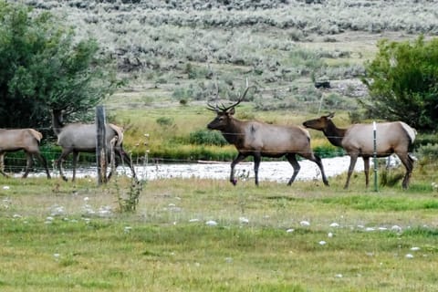 4412 Mackinaw Apartment in Wilson