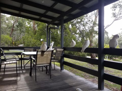 Balcony/Terrace, Animals