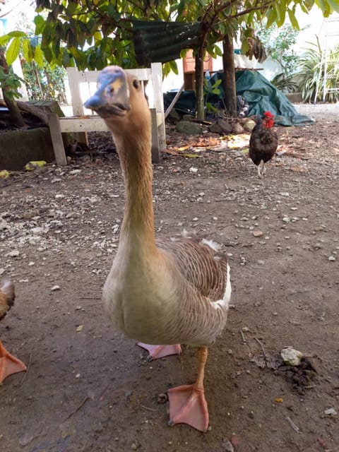 Pousada Jambo Trindade Inn in State of Rio de Janeiro
