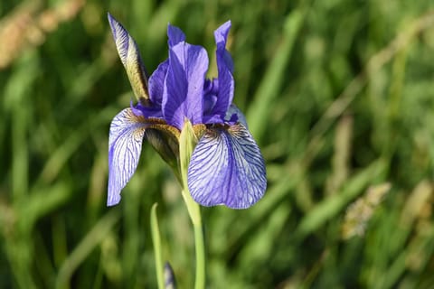 Sylvia Helene Lafrenz Apartment in Salzburgerland