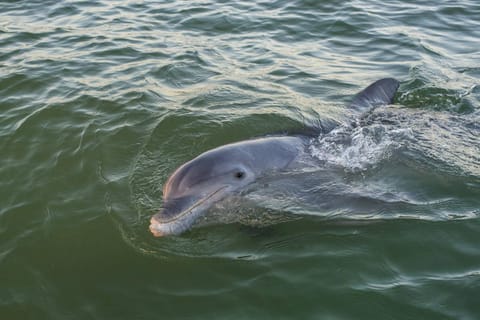 Sea Oats I-103 House in West Beach
