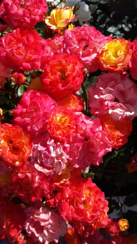 Elisabeth Villas Apartment in Samos, Greece