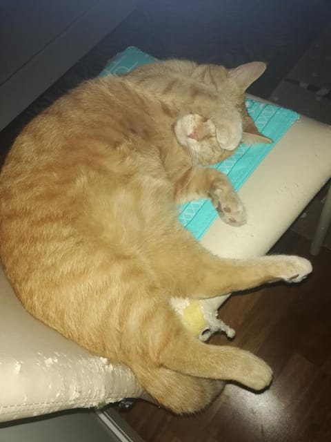 B&B Chez Elisabeth Bed and Breakfast in Padua