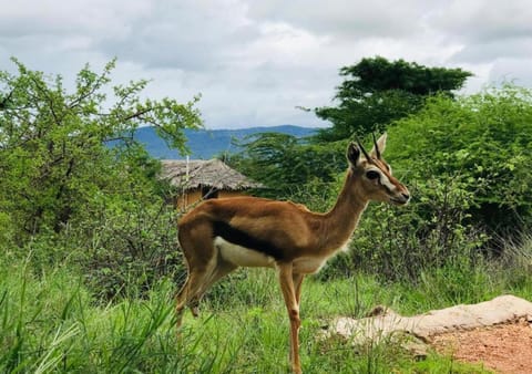 Natural landscape, Animals, On site, Mountain view