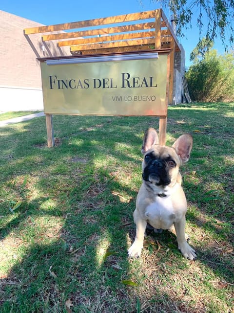 Logo/Certificate/Sign, Pets