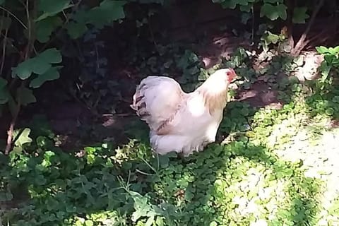 Huis bij de Catalpa House in Dordrecht