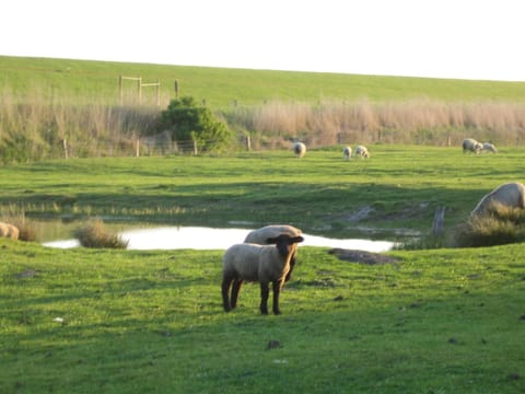 Haus Halligblick, Ferienwohnungen am Wattenmeer, Whg Hamburger Hallig Apartment in Dagebüll