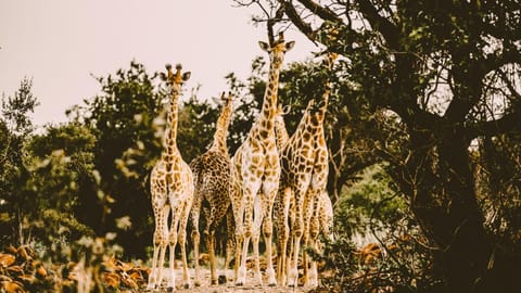 Animals