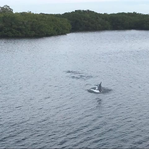 Day, Natural landscape, Animals, Lake view
