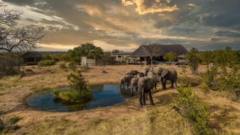 Animals, Pool view