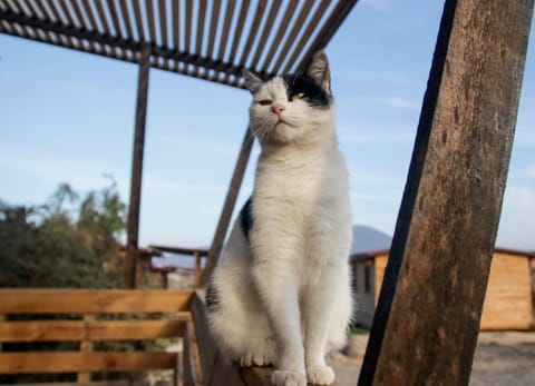 Property building, Pets