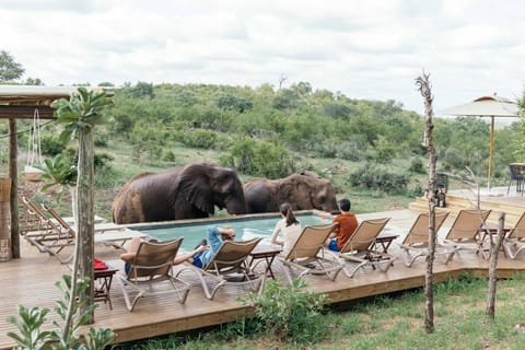 Animals, Pool view