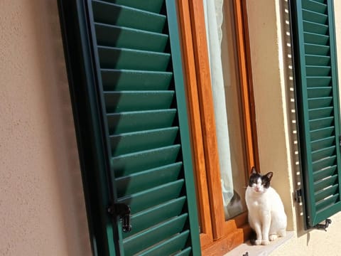 Property building, Pets