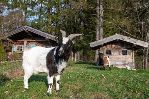 Knoglerhof inkl. Chiemgaukarte Apartment in Ruhpolding