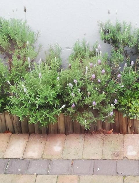 Bachelor cottage STRICTLY HALAAL Garlandale Rondebosch East Apartment in Cape Town