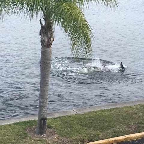 Day, Natural landscape, Animals, Lake view